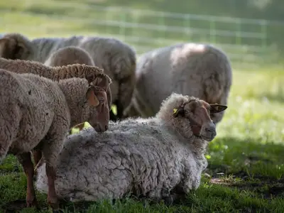 Ferienwohnung für 4 Personen (55 m²) in Erbach 10/10