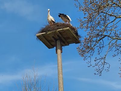 Ferienwohnung für 4 Personen (60 m²) in Erfde 1/10