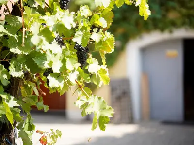 Ferienwohnung für 2 Personen in Erlabrunn 1/9