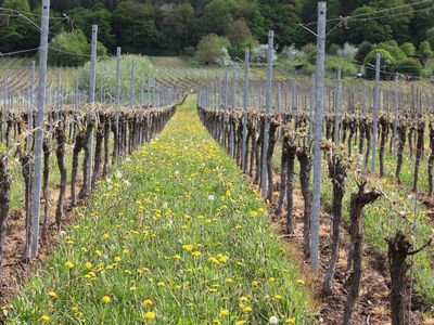 Austrieb im Weinberg