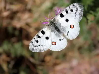 Apollofalter