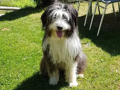 Hofhund Juna