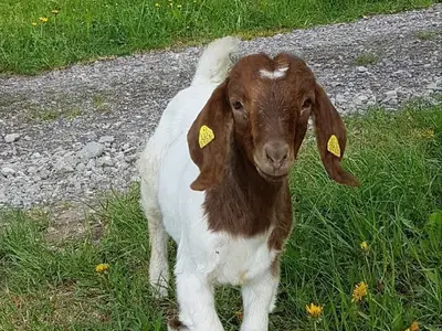 Burengeissli Kalimba