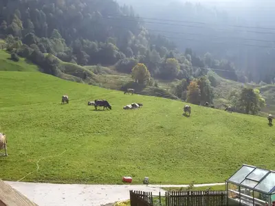 Hoftiere
