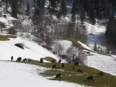 Wildtiere