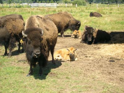Bisons in Essel