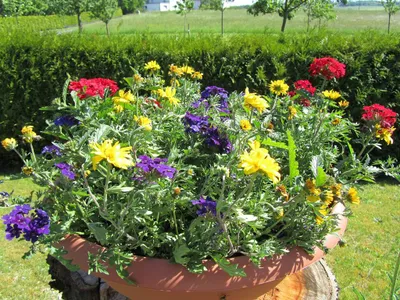 Im Garten