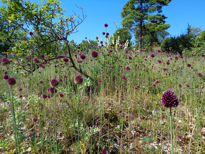 Wunderbare Natur an der Homburg