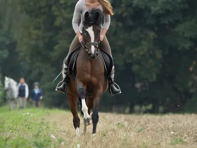 Ausritt im Gelände
