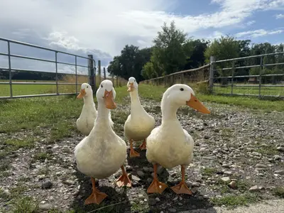 Enten am Hof König in Everswinkel