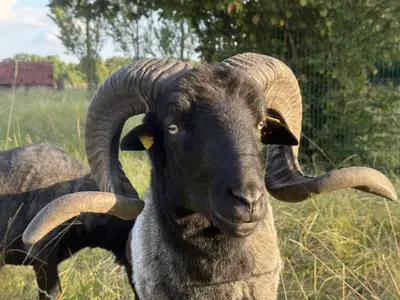 Heidschnucke am Hof König in Everswinkel