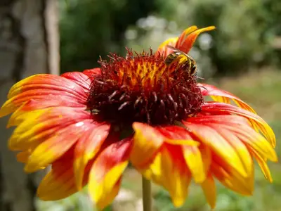 Ferienwohnung für 4 Personen (45 m²) in Valbandon 9/10