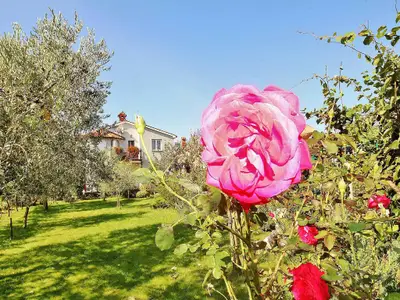 Ferienwohnung für 4 Personen (40 m²) in Fažana 9/10