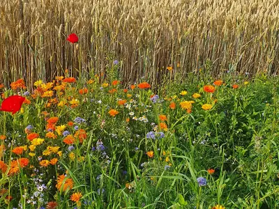 Ferienwohnung für 2 Personen (40 m²) in Fehmarn 6/10