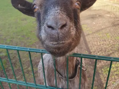 Ferienwohnung für 2 Personen (40 m²) in Fehmarn 10/10