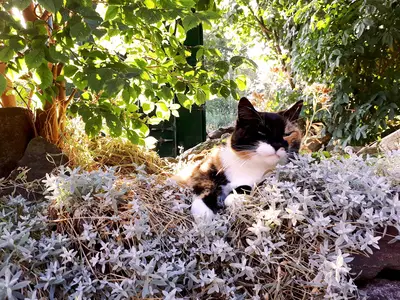 Ferienwohnung für 3 Personen (49 m²) in Fehmarn / Albertsdorf 10/10