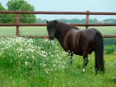 Ferienwohnung für 4 Personen (65 m²) in Fehmarn / Altenteil 10/10
