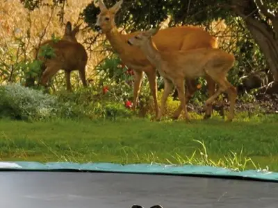 Ferienwohnung für 3 Personen (30 m²) in Fehmarn 8/10