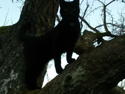 Ferienwohnung für 5 Personen (70 m²) in Fehmarn 6/10