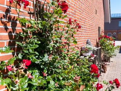 Ferienwohnung für 3 Personen (43 m²) in Fehmarn / Bojendorf 2/10