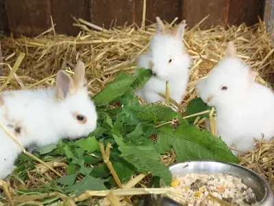 Ferienwohnung für 4 Personen (60 m²) in Fehmarn / Bojendorf 6/10