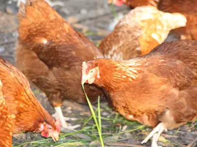 Ferienwohnung für 4 Personen (60 m²) in Fehmarn / Bojendorf 7/10