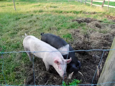 Ferienwohnung für 4 Personen (50 m²) in Fehmarn 8/10