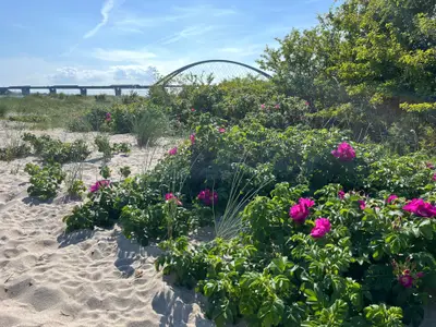 Ferienwohnung für 3 Personen (35 m²) in Fehmarn 10/10