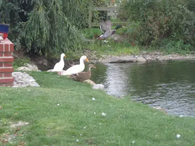 Ferienwohnung für 5 Personen (122 m²) in Fehmarn 9/10
