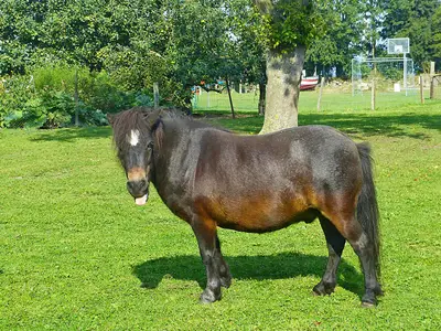 Ferienwohnung für 3 Personen (45 m²) in Fehmarn 10/10
