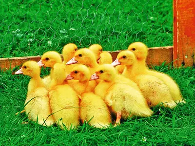 Ferienwohnung für 4 Personen (70 m²) in Fehmarn 9/10