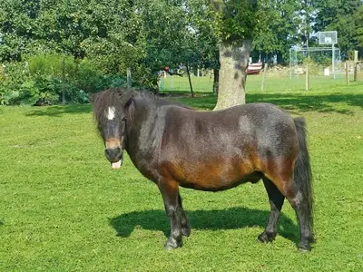 Ferienwohnung für 3 Personen (45 m²) in Fehmarn 10/10