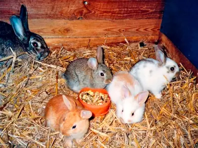 Ferienwohnung für 2 Personen (35 m²) in Fehmarn 6/9