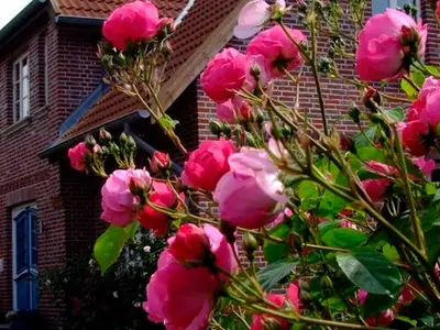 Ferienwohnung für 4 Personen (98 m²) in Fehmarn 2/10