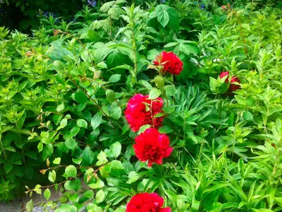 Ferienwohnung für 4 Personen (98 m²) in Fehmarn 5/10