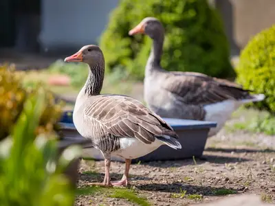 Ferienwohnung für 2 Personen (70 m²) in Fehmarn 8/9
