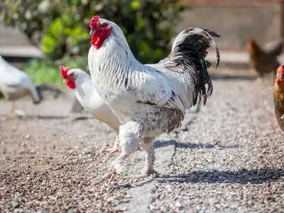 Ferienwohnung für 2 Personen (70 m²) in Fehmarn 9/9