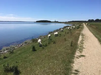 Ferienwohnung für 5 Personen (95 m²) in Fehmarn / Orth 4/10