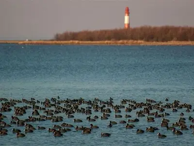 Ferienwohnung für 3 Personen (60 m²) in Fehmarn / Orth 9/10
