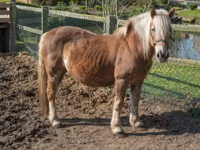 Ferienwohnung für 5 Personen (62 m²) in Fehmarn 9/10