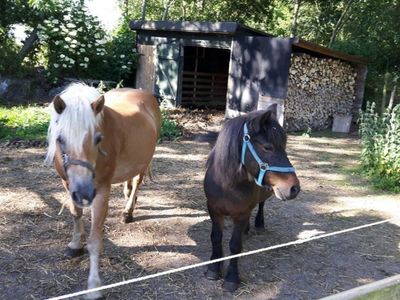 Ferienwohnung für 5 Personen (62 m²) in Fehmarn / Sahrensdorf 9/10