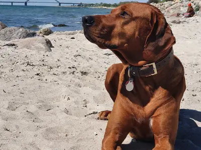 Ferienwohnung für 2 Personen (40 m²) in Fehmarn 8/10