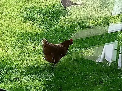 Ferienwohnung für 2 Personen (35 m²) in Fehmarn 5/10