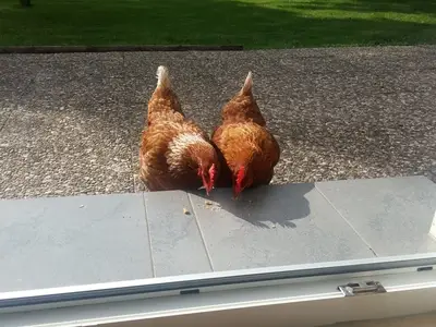 Ferienwohnung für 4 Personen (45 m²) in Fehmarn 7/10