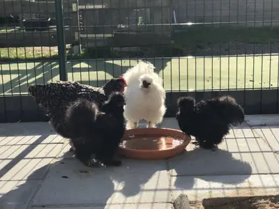 Ferienwohnung für 5 Personen (82 m²) in Fehmarn 10/10