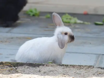 Ferienwohnung für 4 Personen (45 m²) in Fehmarn 10/10