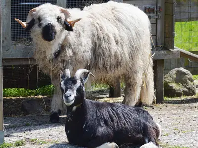 Ferienwohnung für 4 Personen (49 m²) in Fehmarn 10/10