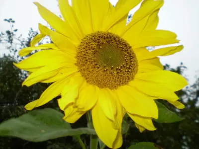 Ferienwohnung für 3 Personen (48 m²) in Fehmarn 7/10