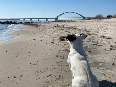 Ferienwohnung für 4 Personen (51 m²) in Fehmarn 9/10
