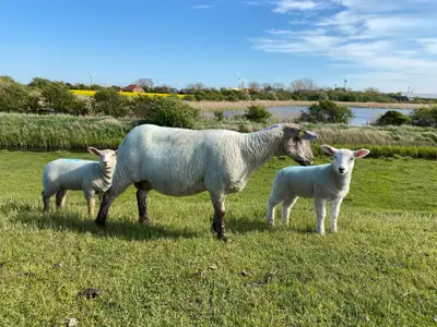 Ferienwohnung für 4 Personen (51 m²) in Fehmarn 10/10